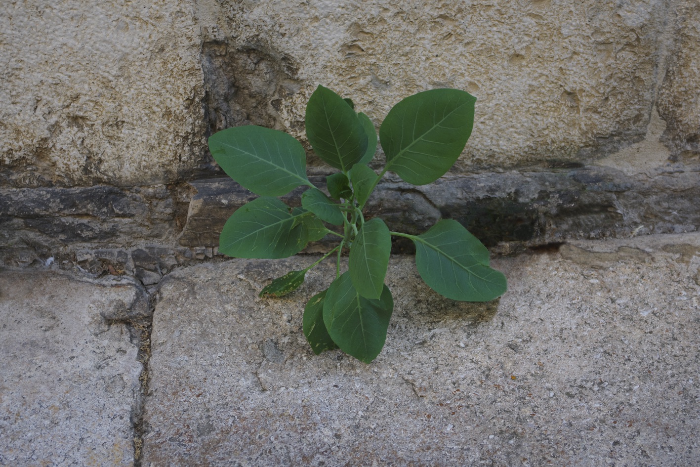 Rue Saint-Clair - Cassis