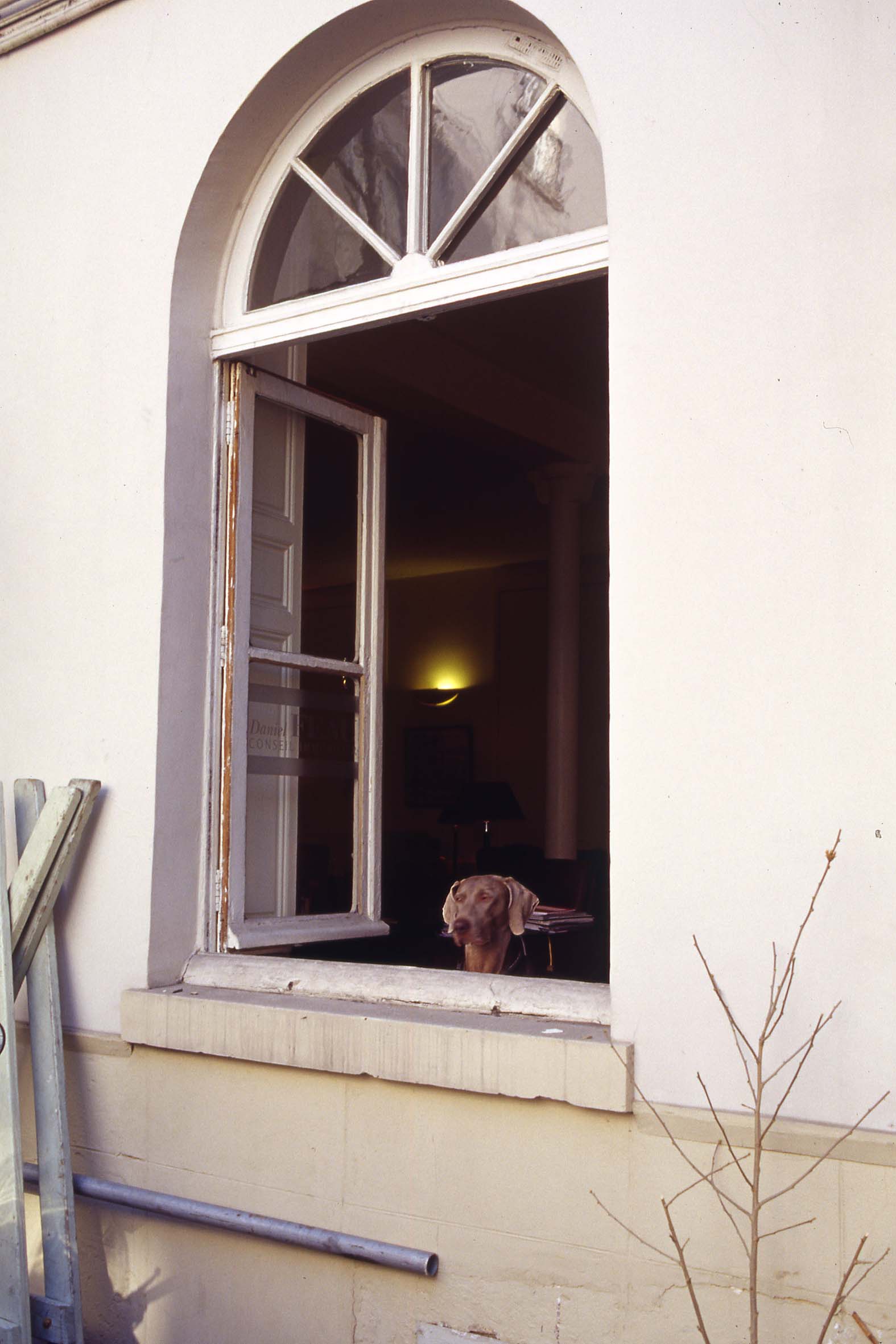 William WEGMAN, Open Window, sd