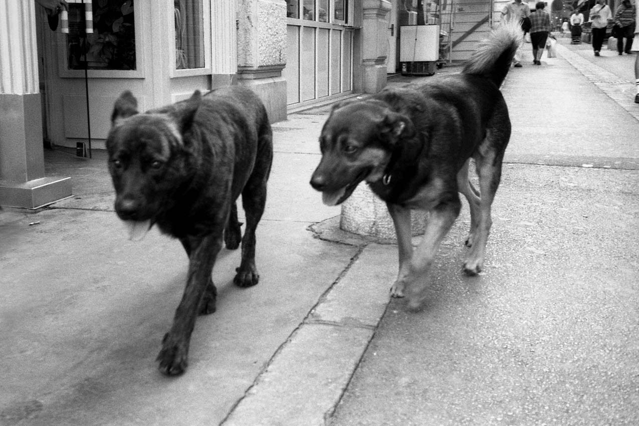 Chiens à punks